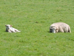 Just Chilling - Sheep at Spreacombe