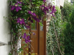 Clematis in full bloom at Anstey Mills Cottage