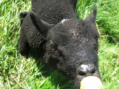 Bottle fed lamb