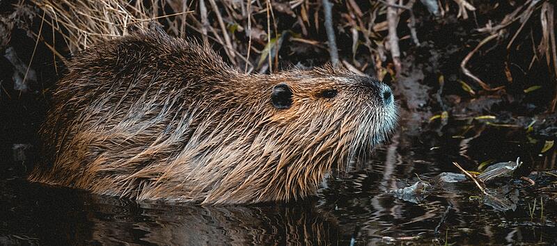 Beavers are Back!