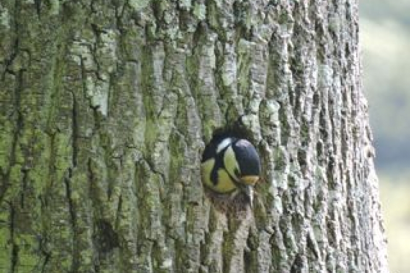 Bird Watching at Spreacombe