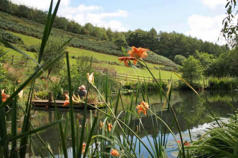 Devon Wildlife Pond