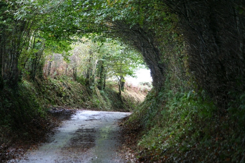 Overgrown lanes