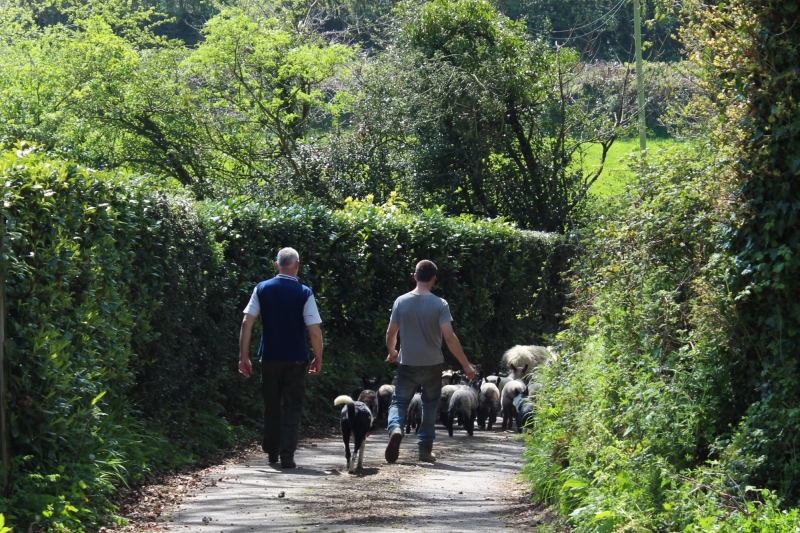 Graham, Winston, Ruby and sheep