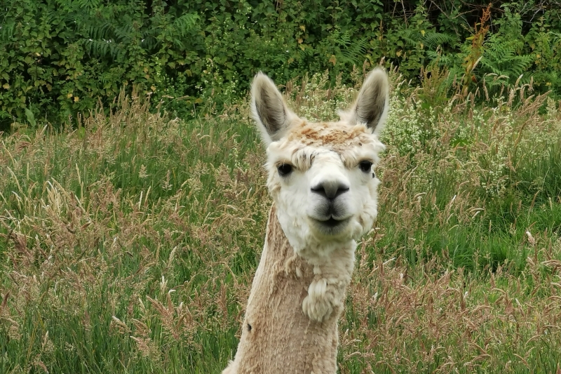 Zumba Alpaca