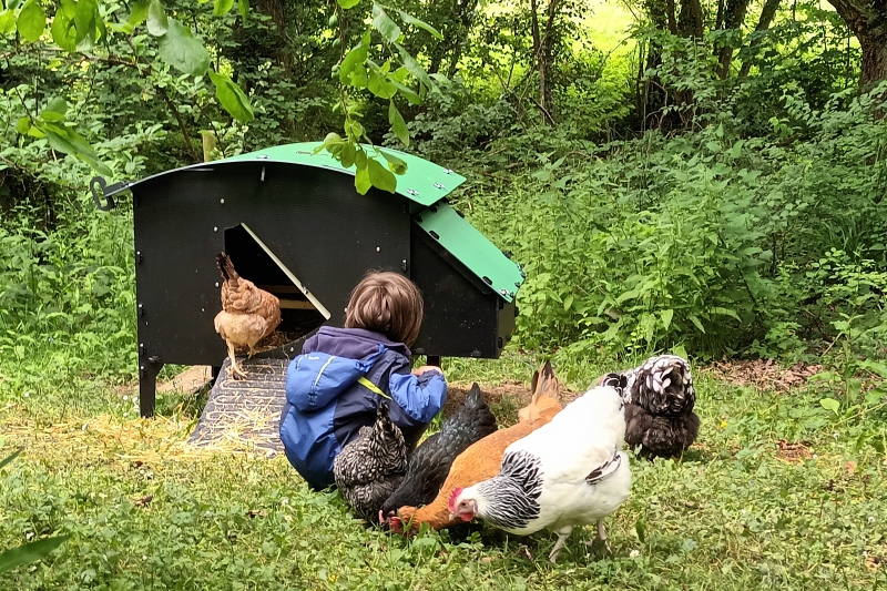 Friendly chickens