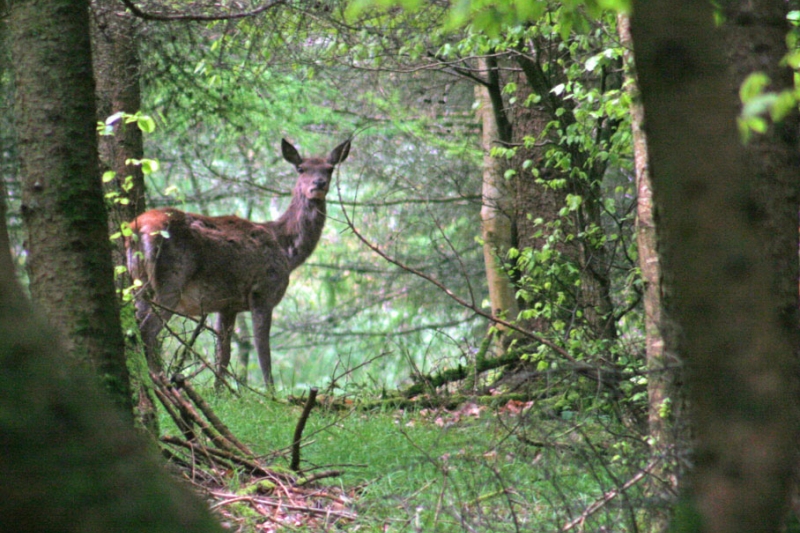 Deer in wood