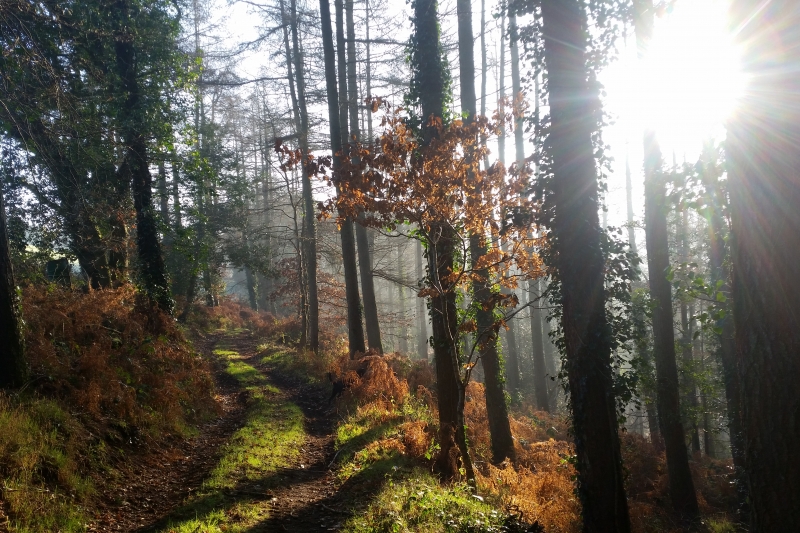 Lovely woodland walks