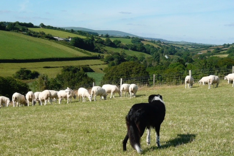 View from one of the fields.