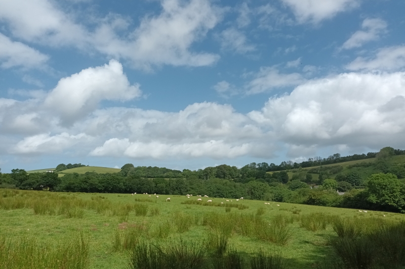 View from the paddock