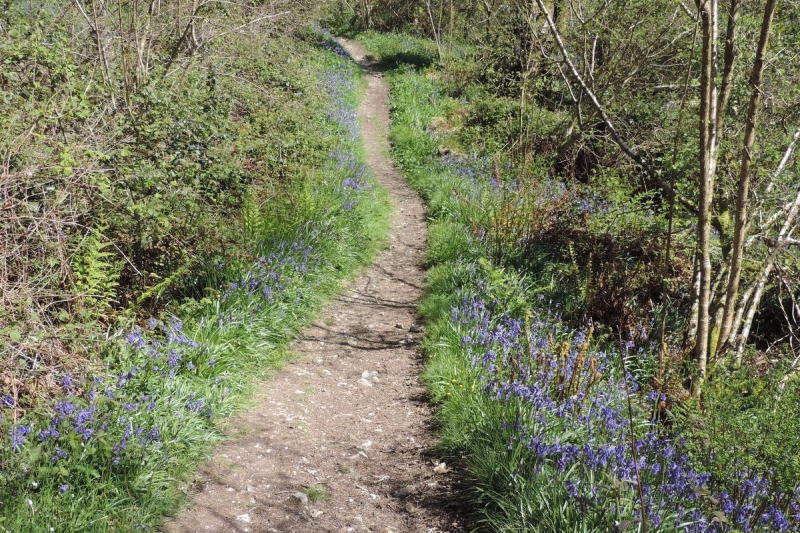 Holyford Woods