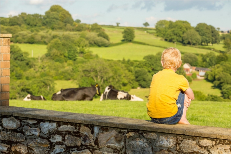 Guests and Cows