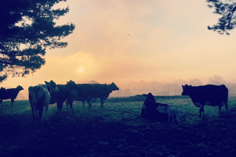 Our dairy cows