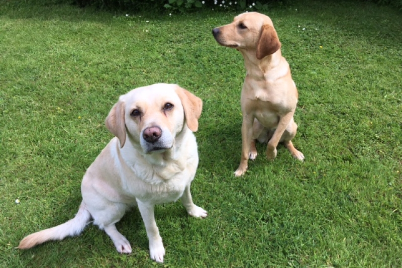 Our labradors