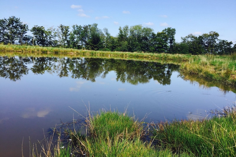 The carp lake