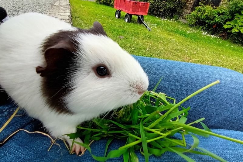 Guinea pig cuddles