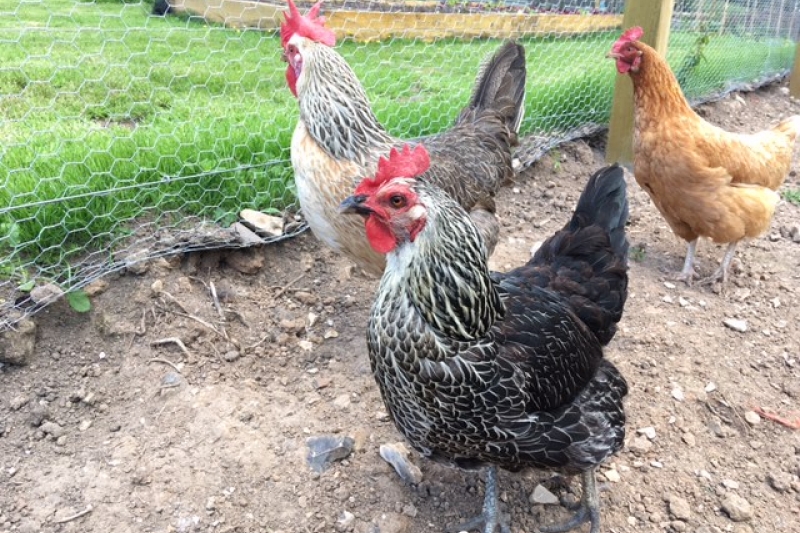 A few of our chickens