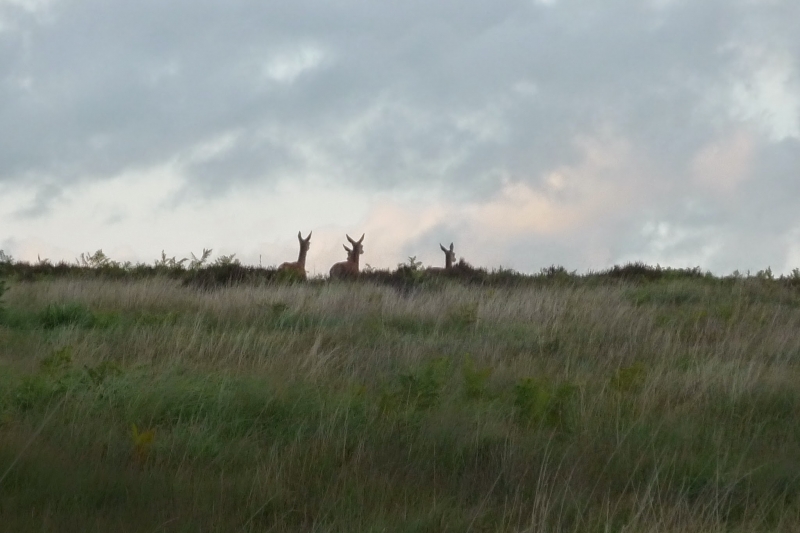 Deer on the horizon