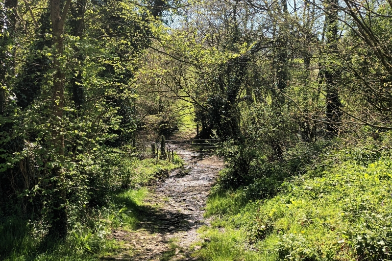 Farm track and trees