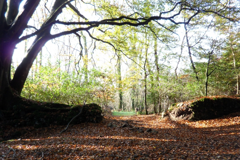 Autumn walk at Spreacombe