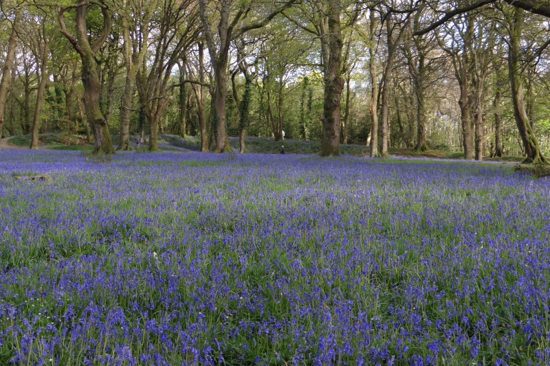 Bluebells at Blackberry Camp