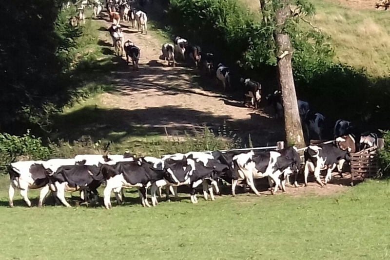 Cows crossing bridge to go for milking.