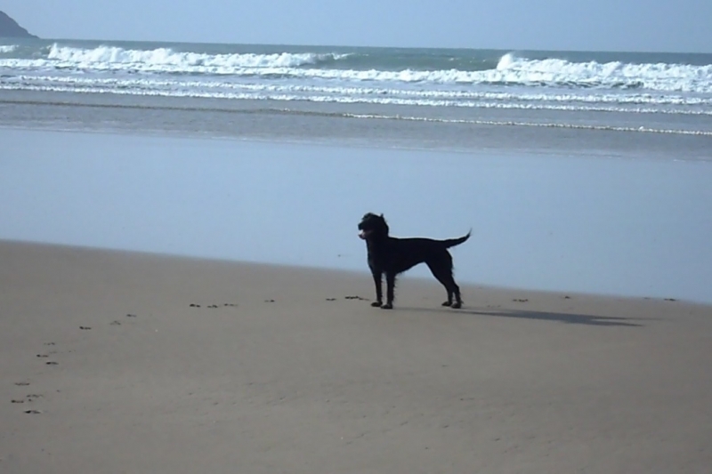 Dog Friendly beach 10 mins away
