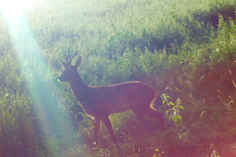Deer in field