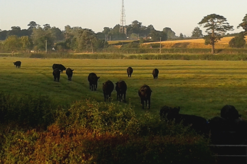 Cattle at Courtbrook Farm