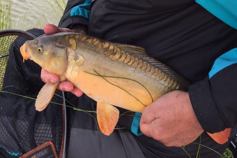 A carp from the fishing lake