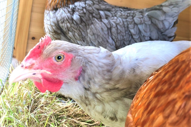 Chickens in the garden