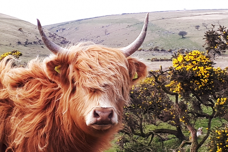 Highland cow