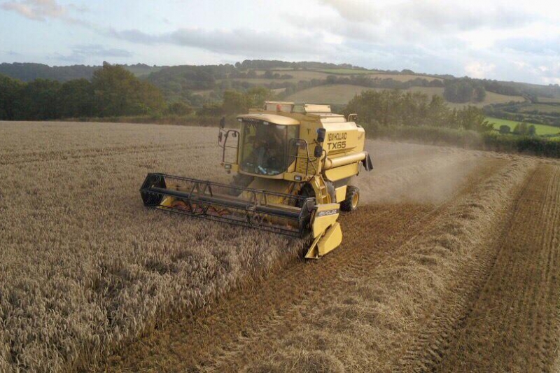 Harvest time