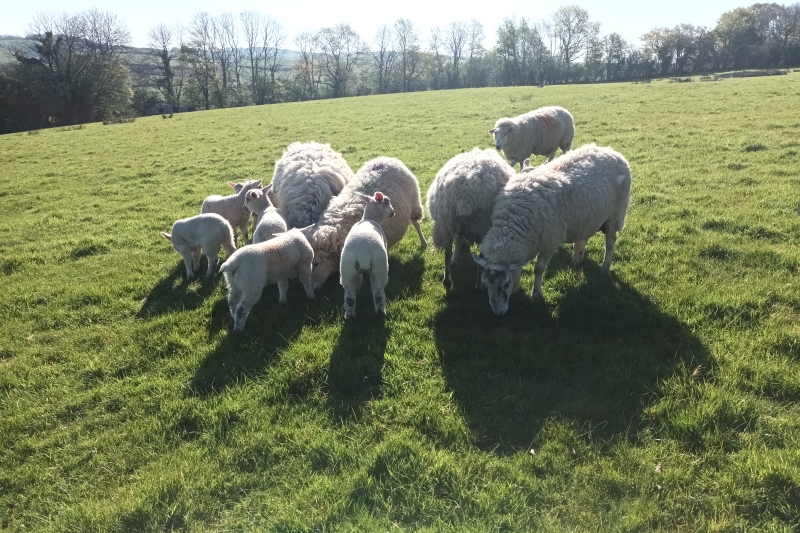 Sheep in the paddock