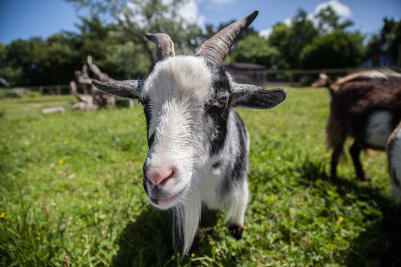 Have fun with the cheeky pigmy goats!