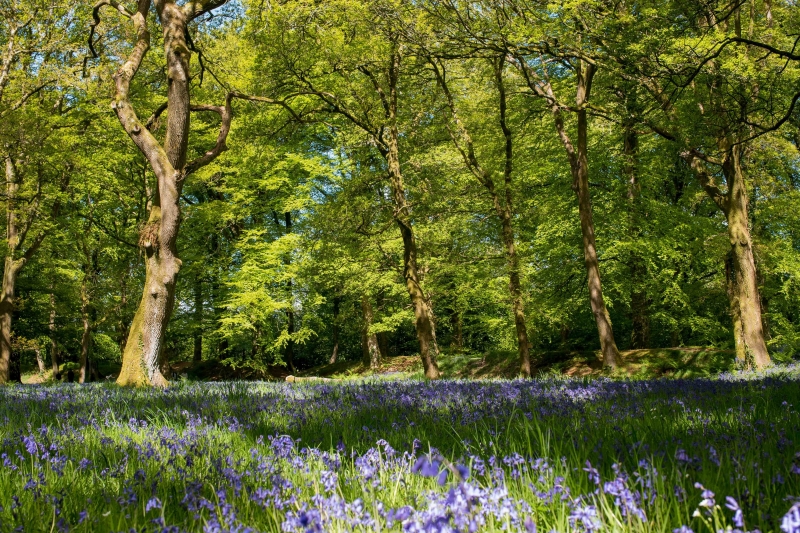 Bluebell wood