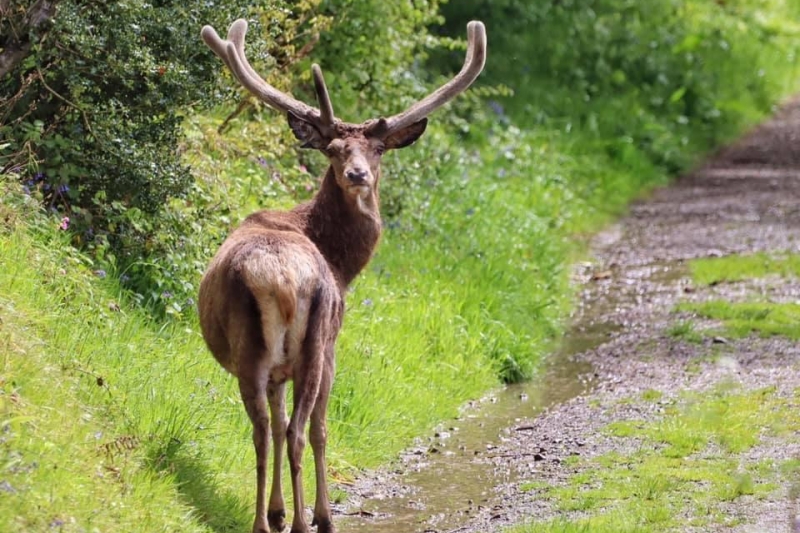 Beautiful Wildlife