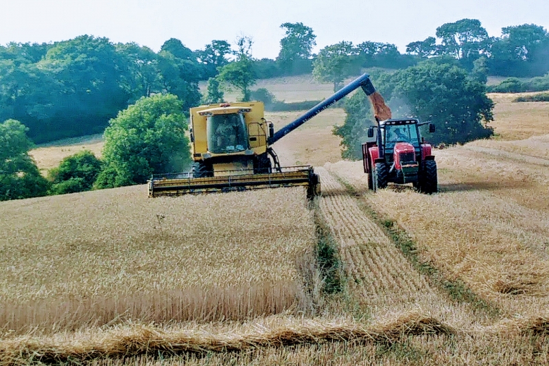 Harvest tIme