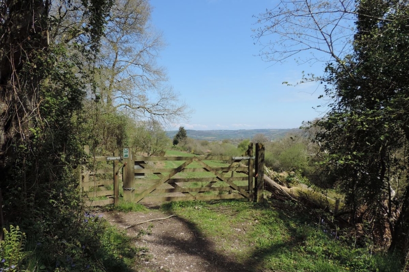 Holyford Woods view over the Axe Valley