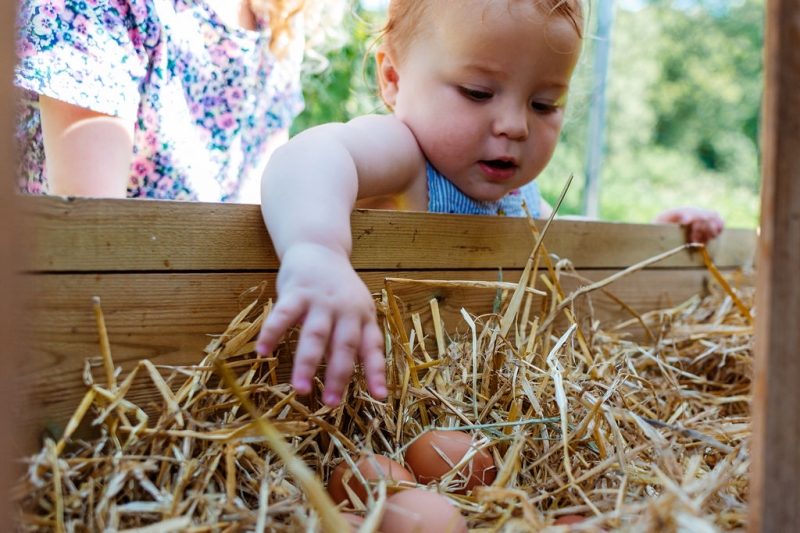 egg collecting