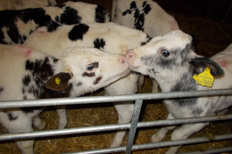 Forda Farm bed and breakfast and some young calves