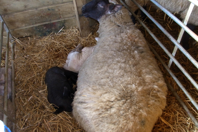 Forda Farm bed and breakfast and lambing time.