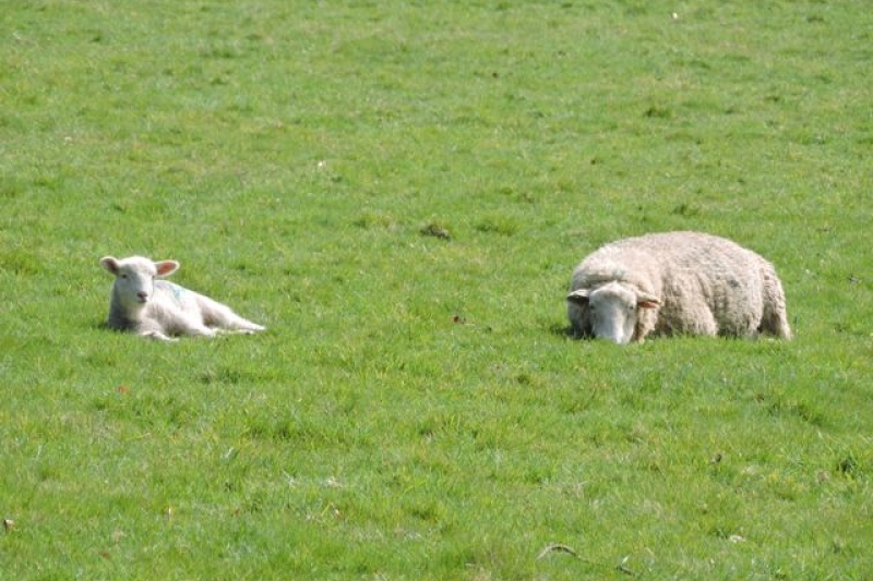 Just Chilling - Sheep at Spreacombe