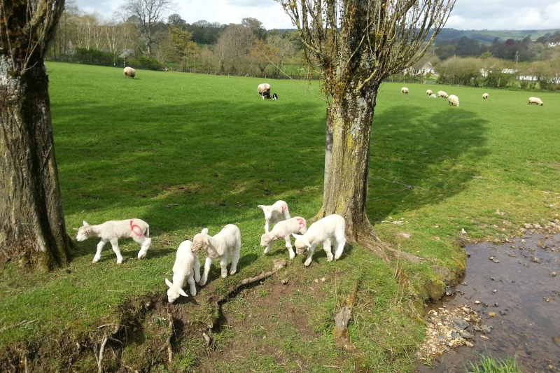 Lambs