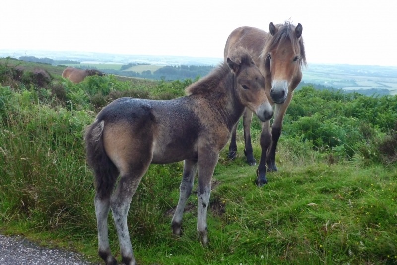 Exmoor Ponies