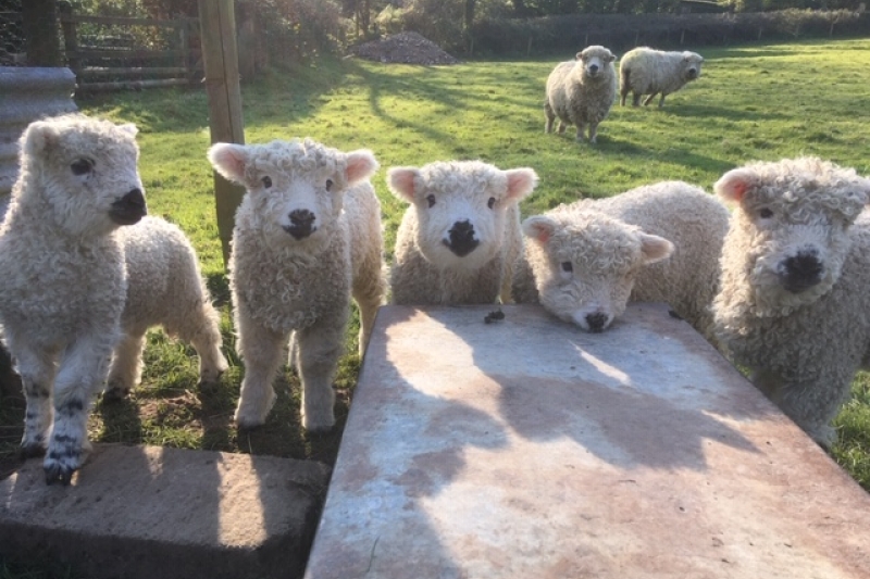 Lambing time at Holyford