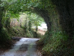 Overgrown lanes