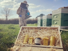 Farm honeybees
