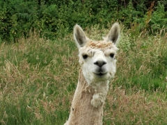 Zumba Alpaca