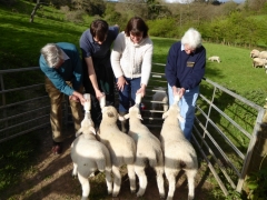 Bottle feeding lambs!